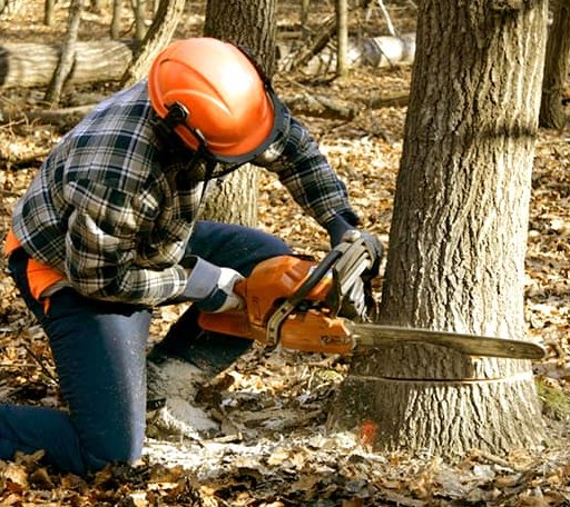 Tree Removal in Bristol, VT